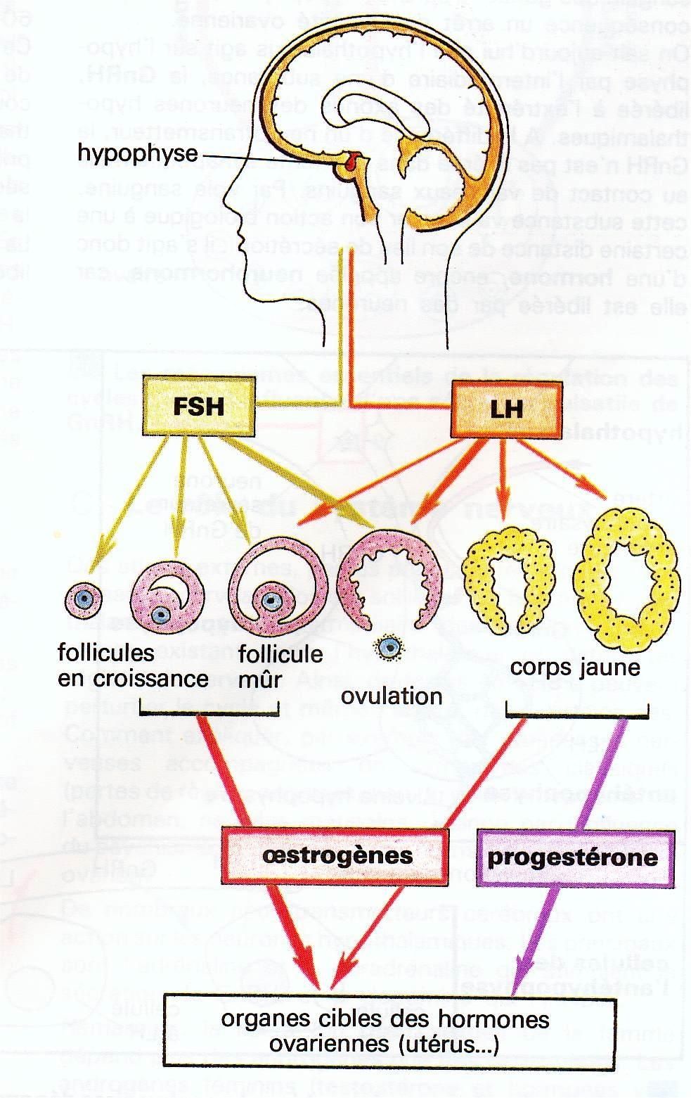 fsh lh femme fsh lh femme