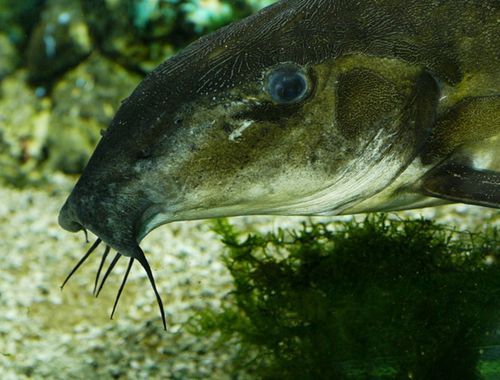 Poisson-Barbu-2.jpg